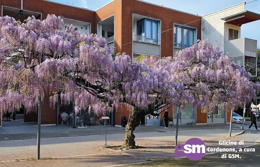 manutenzione alberi pubblici GSM spa